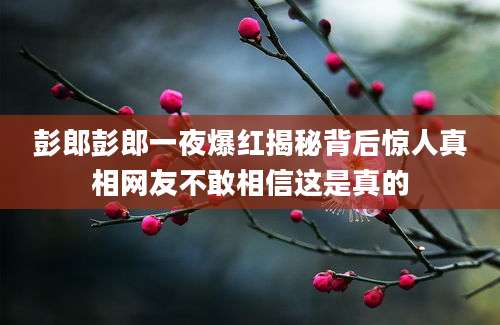 彭郎彭郎一夜爆红揭秘背后惊人真相网友不敢相信这是真的